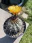 Preview: Acanthocalycium glaucum